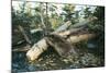 North American Beaver Gnawing on Branch to Make a Dam-null-Mounted Photographic Print