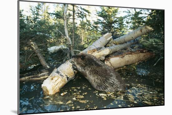 North American Beaver Gnawing on Branch to Make a Dam-null-Mounted Photographic Print