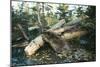 North American Beaver Gnawing on Branch to Make a Dam-null-Mounted Photographic Print