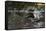North American beaver on dam, Martinez, California, USA-Suzi Eszterhas-Framed Stretched Canvas