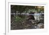 North American beaver on dam, Martinez, California, USA-Suzi Eszterhas-Framed Photographic Print