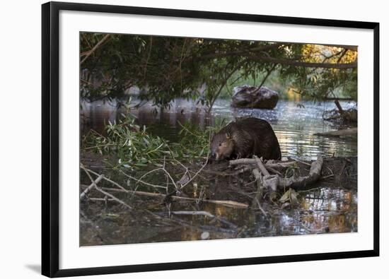 North American beaver on dam, Martinez, California, USA-Suzi Eszterhas-Framed Photographic Print