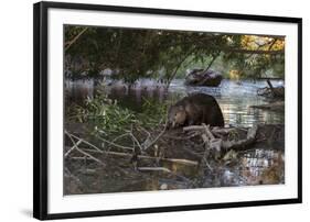 North American beaver on dam, Martinez, California, USA-Suzi Eszterhas-Framed Photographic Print