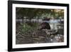 North American beaver on dam, Martinez, California, USA-Suzi Eszterhas-Framed Photographic Print