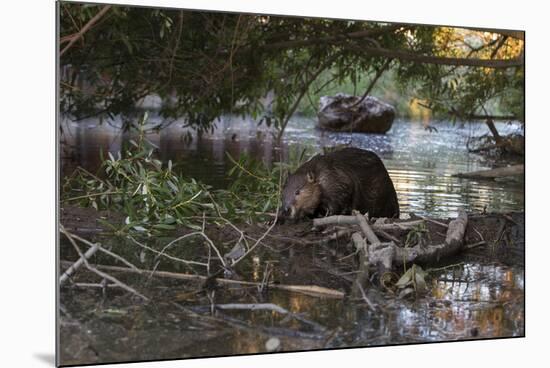 North American beaver on dam, Martinez, California, USA-Suzi Eszterhas-Mounted Photographic Print