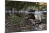 North American beaver on dam, Martinez, California, USA-Suzi Eszterhas-Mounted Photographic Print