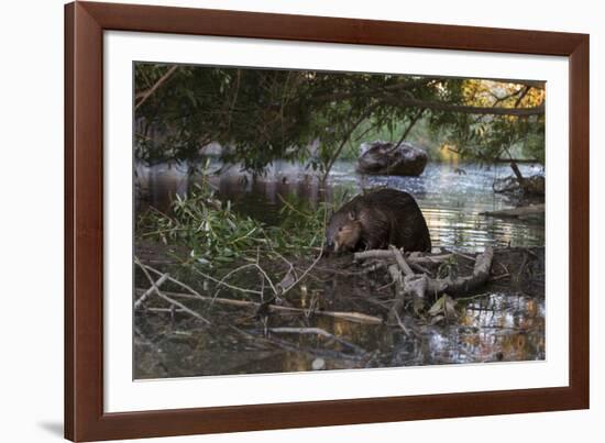 North American beaver on dam, Martinez, California, USA-Suzi Eszterhas-Framed Photographic Print