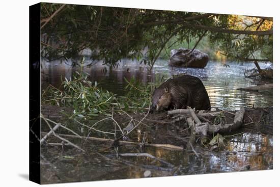 North American beaver on dam, Martinez, California, USA-Suzi Eszterhas-Stretched Canvas