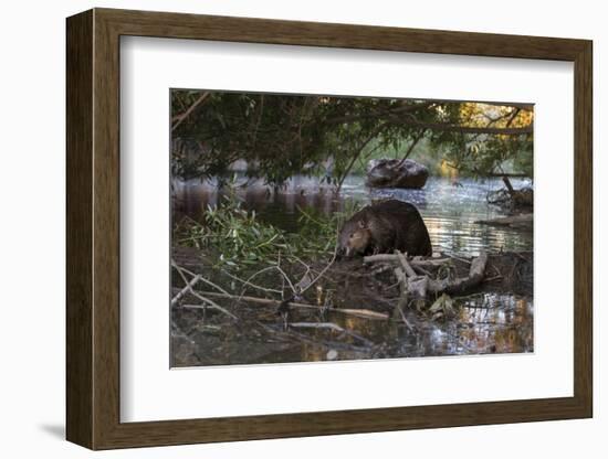 North American beaver on dam, Martinez, California, USA-Suzi Eszterhas-Framed Photographic Print