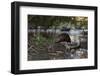 North American beaver on dam, Martinez, California, USA-Suzi Eszterhas-Framed Photographic Print