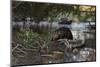 North American beaver on dam, Martinez, California, USA-Suzi Eszterhas-Mounted Photographic Print