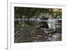 North American beaver on dam, Martinez, California, USA-Suzi Eszterhas-Framed Photographic Print