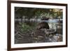 North American beaver on dam, Martinez, California, USA-Suzi Eszterhas-Framed Photographic Print