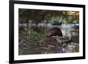 North American beaver on dam, Martinez, California, USA-Suzi Eszterhas-Framed Photographic Print