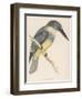 North American Belted Kingfisher-Reverend Francis O. Morris-Framed Art Print