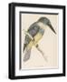 North American Belted Kingfisher-Reverend Francis O. Morris-Framed Art Print