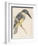 North American Belted Kingfisher-Reverend Francis O. Morris-Framed Art Print