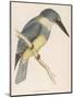 North American Belted Kingfisher-Reverend Francis O. Morris-Mounted Art Print