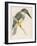 North American Belted Kingfisher-Reverend Francis O. Morris-Framed Art Print