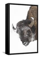 North American Bison (Bison bison) adult, close-up of head, in snow, Yellowstone-Paul Hobson-Framed Stretched Canvas