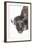 North American Bison (Bison bison) adult, close-up of head, in snow, Yellowstone-Paul Hobson-Framed Photographic Print