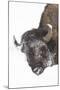 North American Bison (Bison bison) adult, close-up of head, in snow, Yellowstone-Paul Hobson-Mounted Photographic Print
