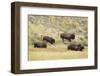 North American Bison (Bison bison) adult male, female, running in river valley floor-Bill Coster-Framed Photographic Print