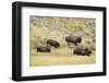 North American Bison (Bison bison) adult male, female, running in river valley floor-Bill Coster-Framed Photographic Print