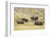 North American Bison (Bison bison) adult male, female, running in river valley floor-Bill Coster-Framed Photographic Print