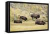 North American Bison (Bison bison) adult male, female, running in river valley floor-Bill Coster-Framed Stretched Canvas