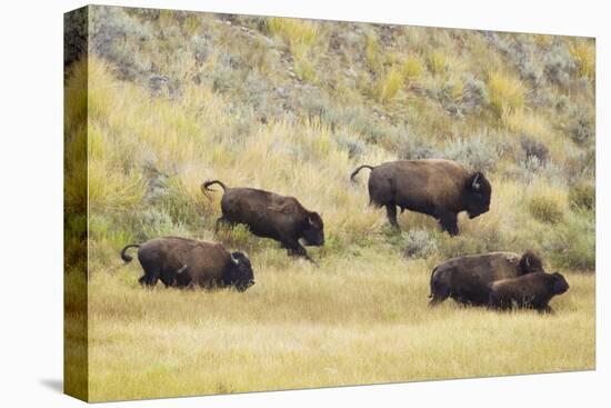 North American Bison (Bison bison) adult male, female, running in river valley floor-Bill Coster-Stretched Canvas