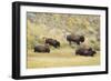 North American Bison (Bison bison) adult male, female, running in river valley floor-Bill Coster-Framed Photographic Print