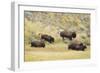 North American Bison (Bison bison) adult male, female, running in river valley floor-Bill Coster-Framed Photographic Print