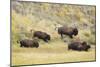 North American Bison (Bison bison) adult male, female, running in river valley floor-Bill Coster-Mounted Photographic Print