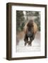 North American Bison (Bison bison) calf, nine-months old, running across snow, Montana-Paul Sawer-Framed Photographic Print