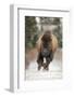 North American Bison (Bison bison) calf, nine-months old, running across snow, Montana-Paul Sawer-Framed Photographic Print