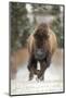 North American Bison (Bison bison) calf, nine-months old, running across snow, Montana-Paul Sawer-Mounted Photographic Print