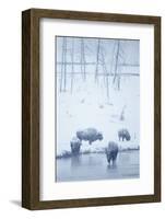 North American Bison (Bison bison) four adults, Yellowstone-Mark Sisson-Framed Photographic Print