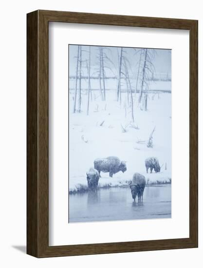 North American Bison (Bison bison) four adults, Yellowstone-Mark Sisson-Framed Photographic Print