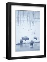 North American Bison (Bison bison) four adults, Yellowstone-Mark Sisson-Framed Photographic Print