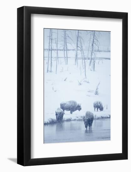 North American Bison (Bison bison) four adults, Yellowstone-Mark Sisson-Framed Photographic Print