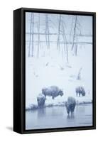 North American Bison (Bison bison) four adults, Yellowstone-Mark Sisson-Framed Stretched Canvas