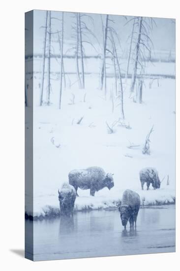 North American Bison (Bison bison) four adults, Yellowstone-Mark Sisson-Stretched Canvas