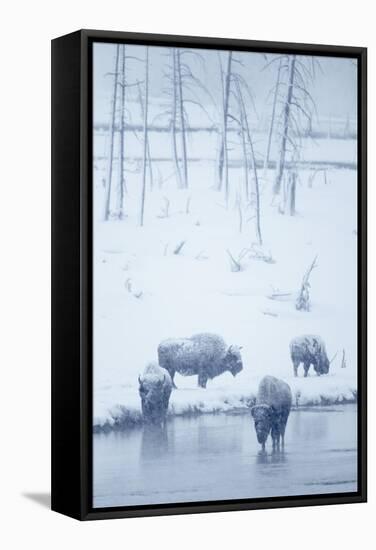 North American Bison (Bison bison) four adults, Yellowstone-Mark Sisson-Framed Stretched Canvas