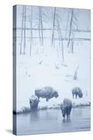 North American Bison (Bison bison) four adults, Yellowstone-Mark Sisson-Stretched Canvas