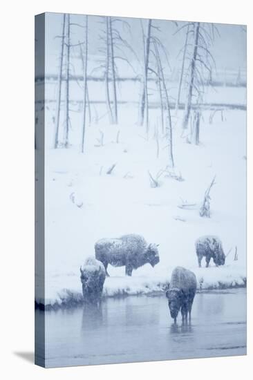 North American Bison (Bison bison) four adults, Yellowstone-Mark Sisson-Stretched Canvas