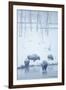 North American Bison (Bison bison) four adults, Yellowstone-Mark Sisson-Framed Photographic Print