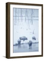 North American Bison (Bison bison) four adults, Yellowstone-Mark Sisson-Framed Photographic Print