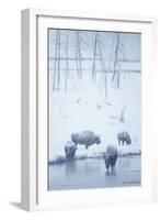 North American Bison (Bison bison) four adults, Yellowstone-Mark Sisson-Framed Photographic Print