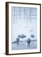 North American Bison (Bison bison) four adults, Yellowstone-Mark Sisson-Framed Photographic Print